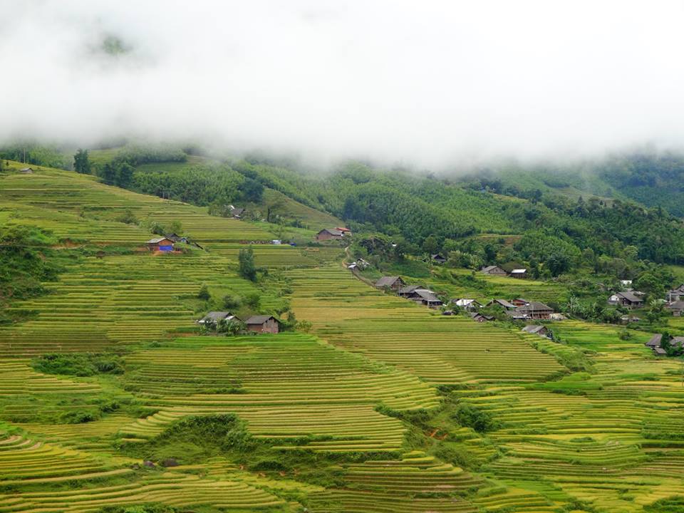 Sapa